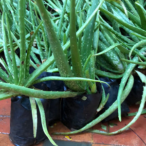 Aloe vera