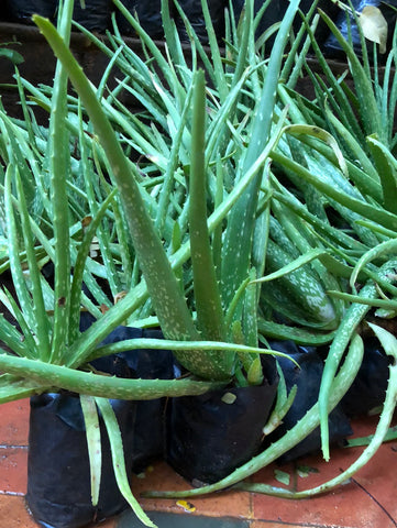 Aloe vera