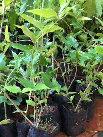 Pavalamalli / coral jasmine