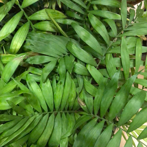 Cane palm