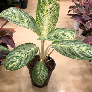 Aglaonema green