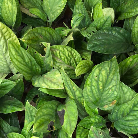 Monstera peru