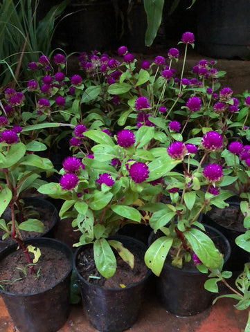 vadamalli/ Gomphrena