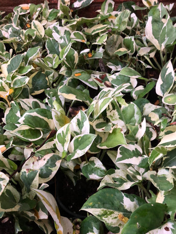 Enjoy Money Plant / POTHOS