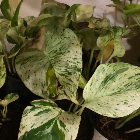 money plant- marble queen