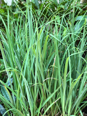 lemon grass