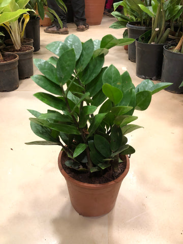 Zamia Cycus ZZ PLANT
