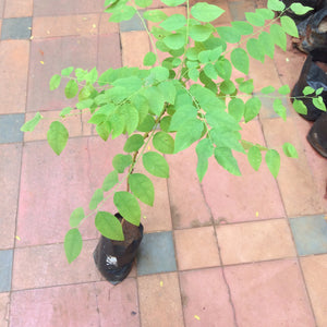 Amla / Ara nellikai / gooseberry