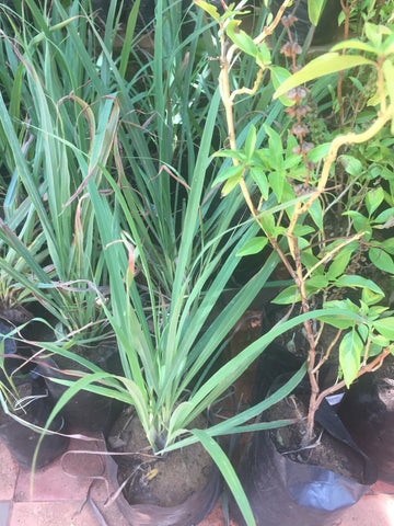 lemon grass