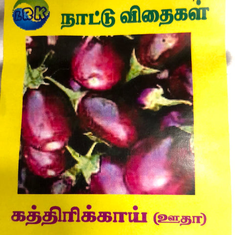 Purple round brinjal