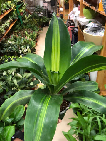 Dracena massangena