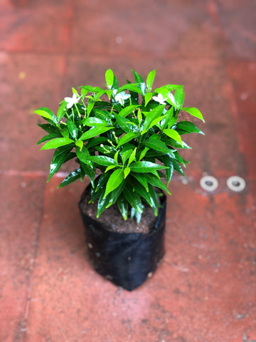 Tabernaemontana / Nandyarvattam / Crape Jasmine / TMC