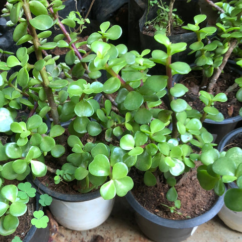 Jade
