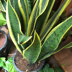 Snake plant / Sanseviera
