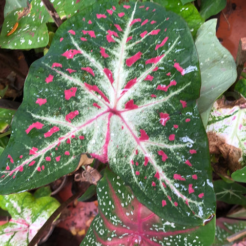 Caladium
