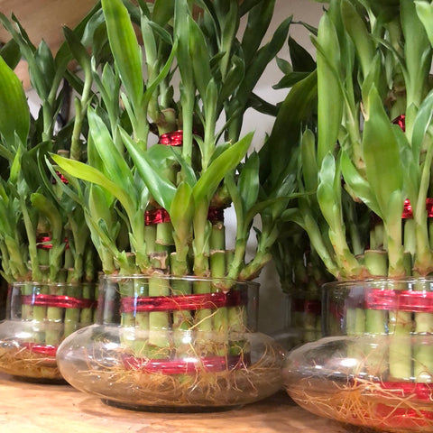 Lucky bamboo