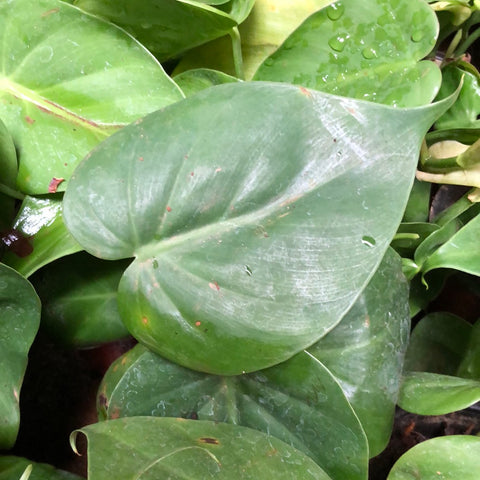 philodendron heartleaf