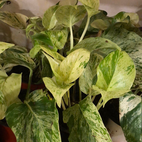 money plant- marble queen