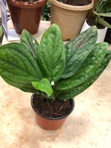 Monstera peru