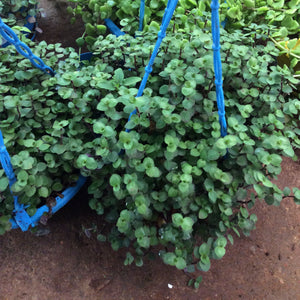 Hanging plant