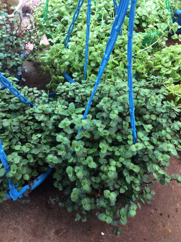 Hanging plant