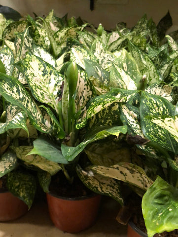 Aglaonema Snow White
