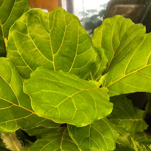 Ficus lyrata