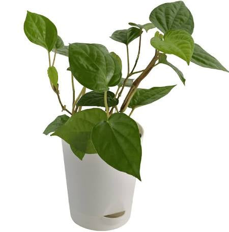 Betel vine