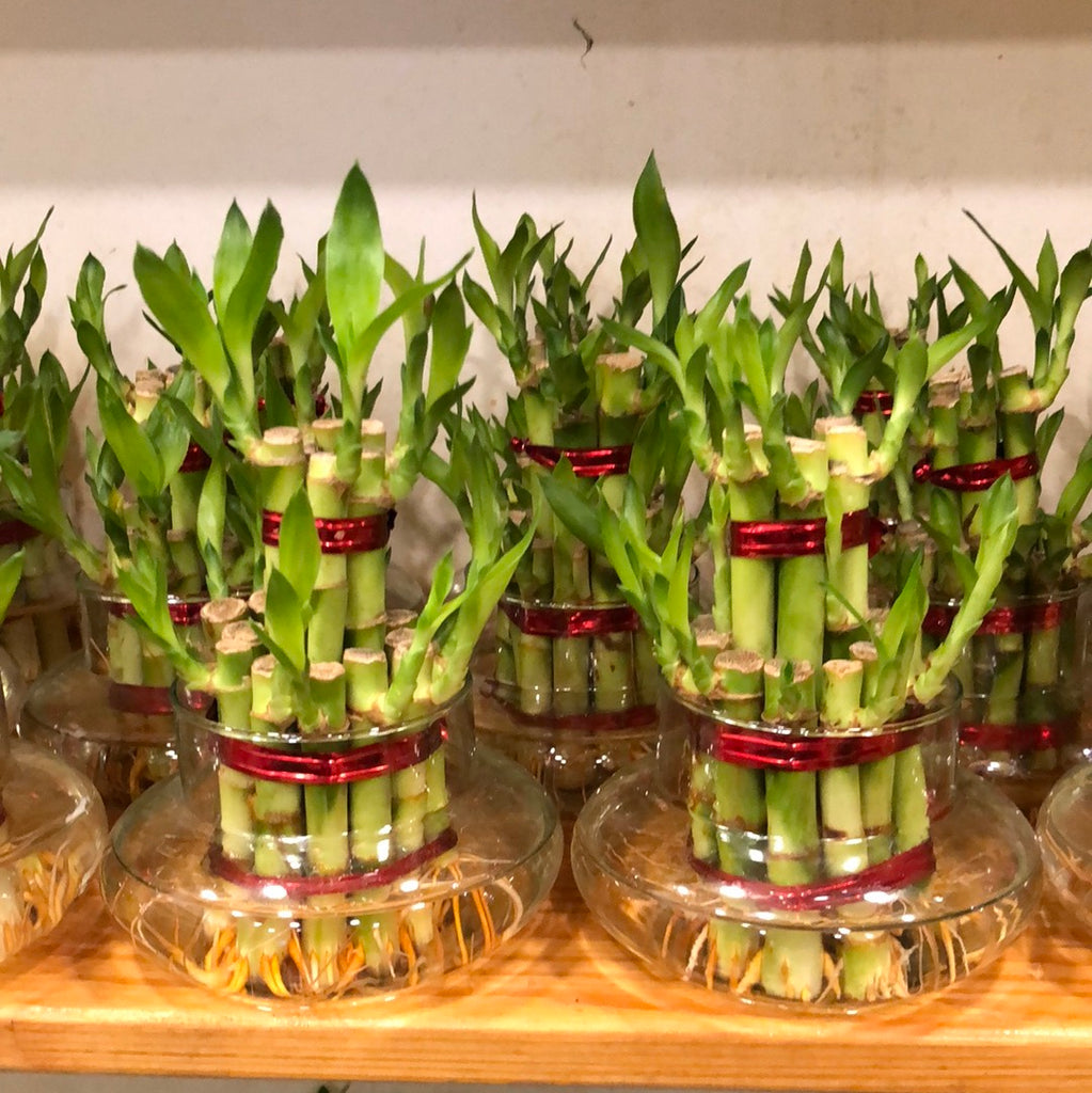 lucky bamboo flipkart Lucky Bamboo – hariththarang