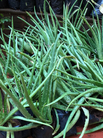 Aloe vera