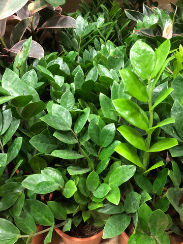 Zamia Cycus ZZ PLANT