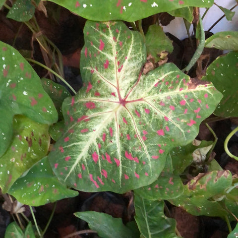Caladium