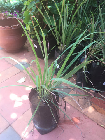 lemon grass