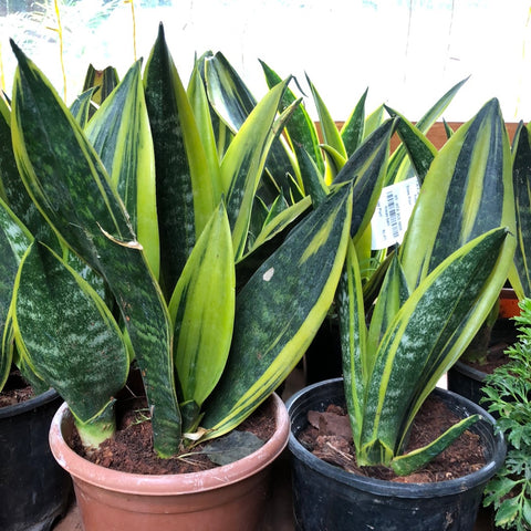 Snake plant / Sanseviera