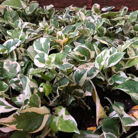 Enjoy Money Plant / POTHOS