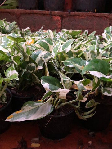 Enjoy Money Plant / POTHOS