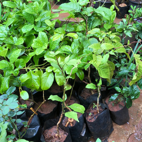 Alamanda creeper