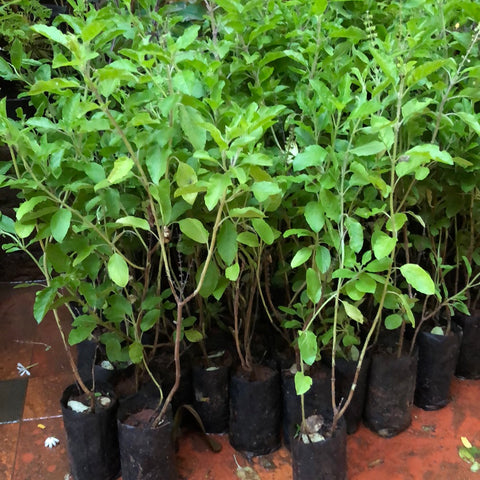 THULASI