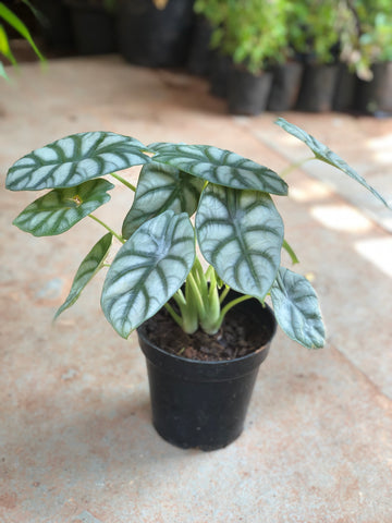Alocassia