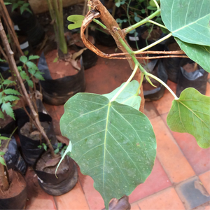Peepal tree / Arasamaram
