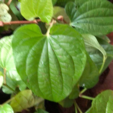Betel vine