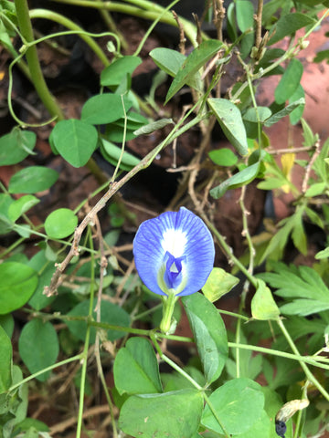 sangu poo / blue pea / butterfly pea