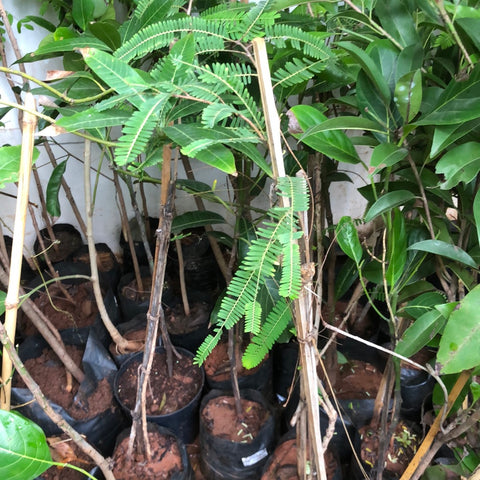 Amla tree / Gooseberry / nellikka