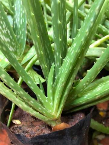 Aloe vera