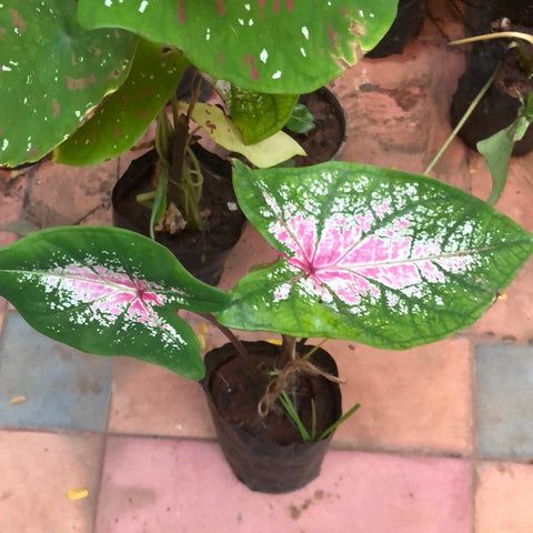 Caladium