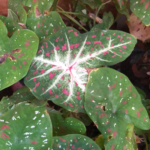 Caladium