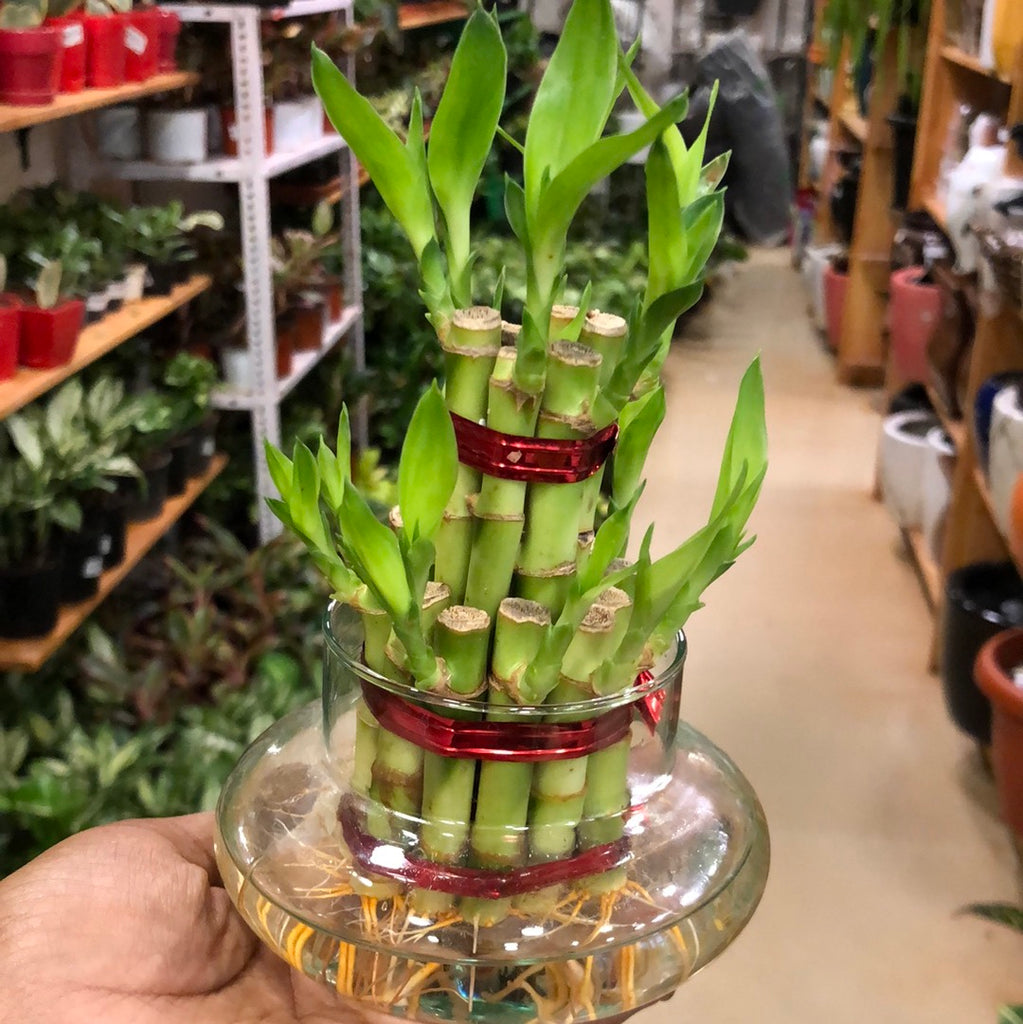 ugaoo lucky bamboo Lucky Bamboo – hariththarang