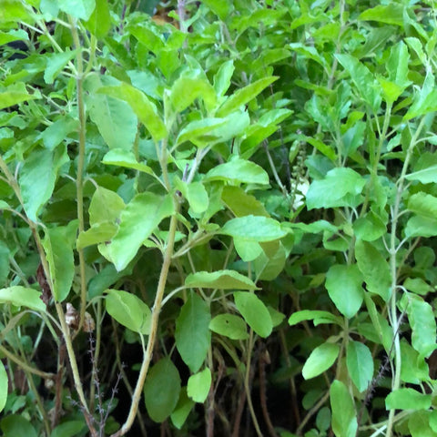 THULASI