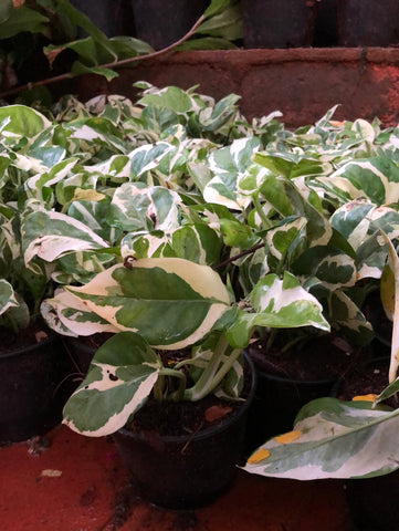 Enjoy Money Plant / POTHOS