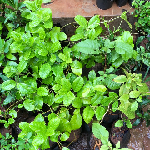 Alamanda creeper